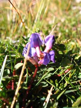 Image de Oxytropis jacquinii Bunge