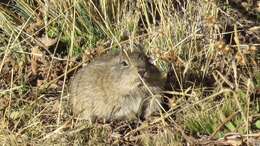 Image of Montane Guinea Pig