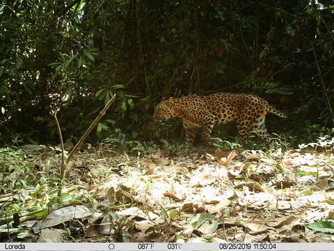 Imagem de Leopardo-da-Indochina