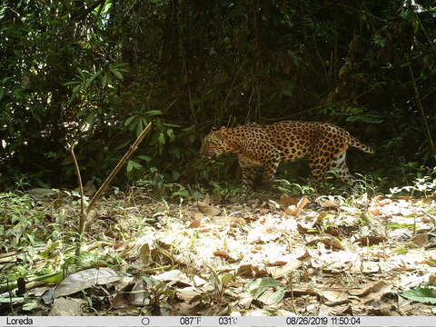 Image of Indochinese leopard