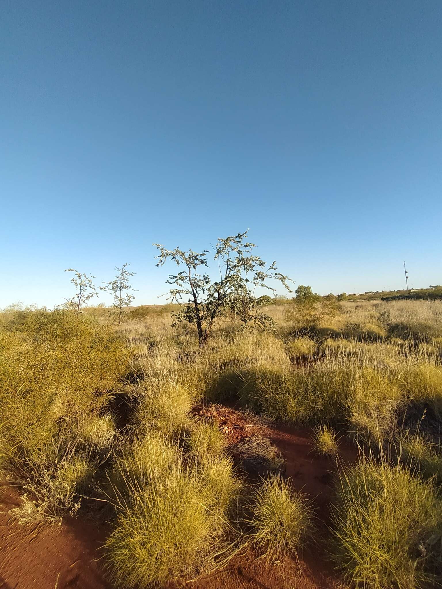 Image of Acacia inaequilatera Domin