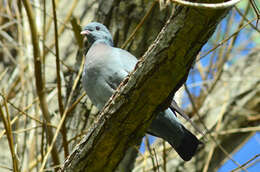 Image of Stock Dove