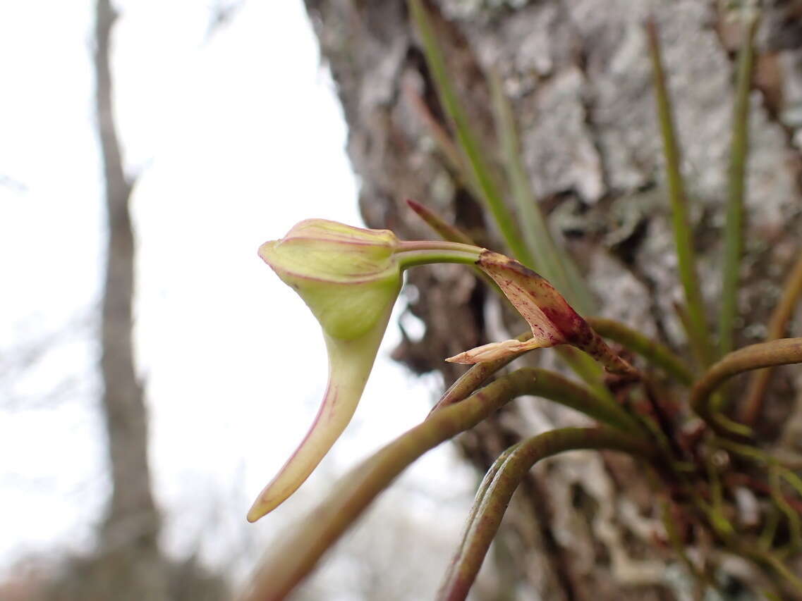 Imagem de Holcoglossum quasipinifolium (Hayata) Schltr.