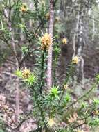 Image of Richea sprengelioides (R. Br.) F. Muell.