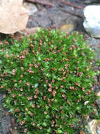 Image of physcomitrium moss