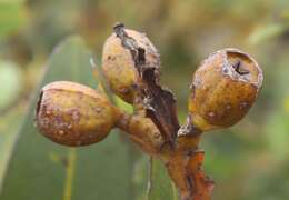 Image of Eucalyptus extrica D. Nicolle