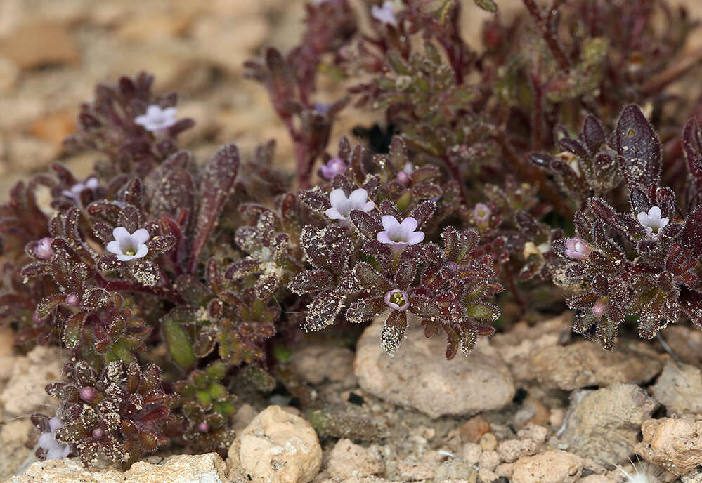 Image de Phacelia saxicola A. Gray