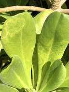 Image of Cucumber mosaic virus