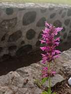 Imagem de Agastache mexicana (Kunth) Lint & Epling