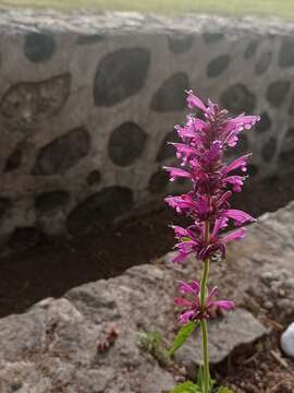 Image of Agastache mexicana (Kunth) Lint & Epling