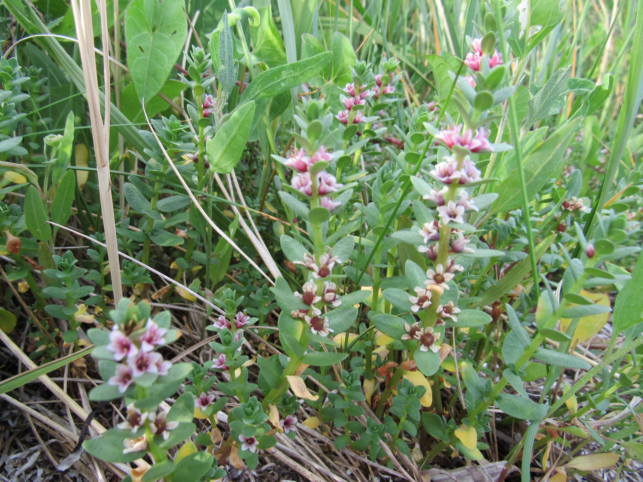 Image of black saltwort