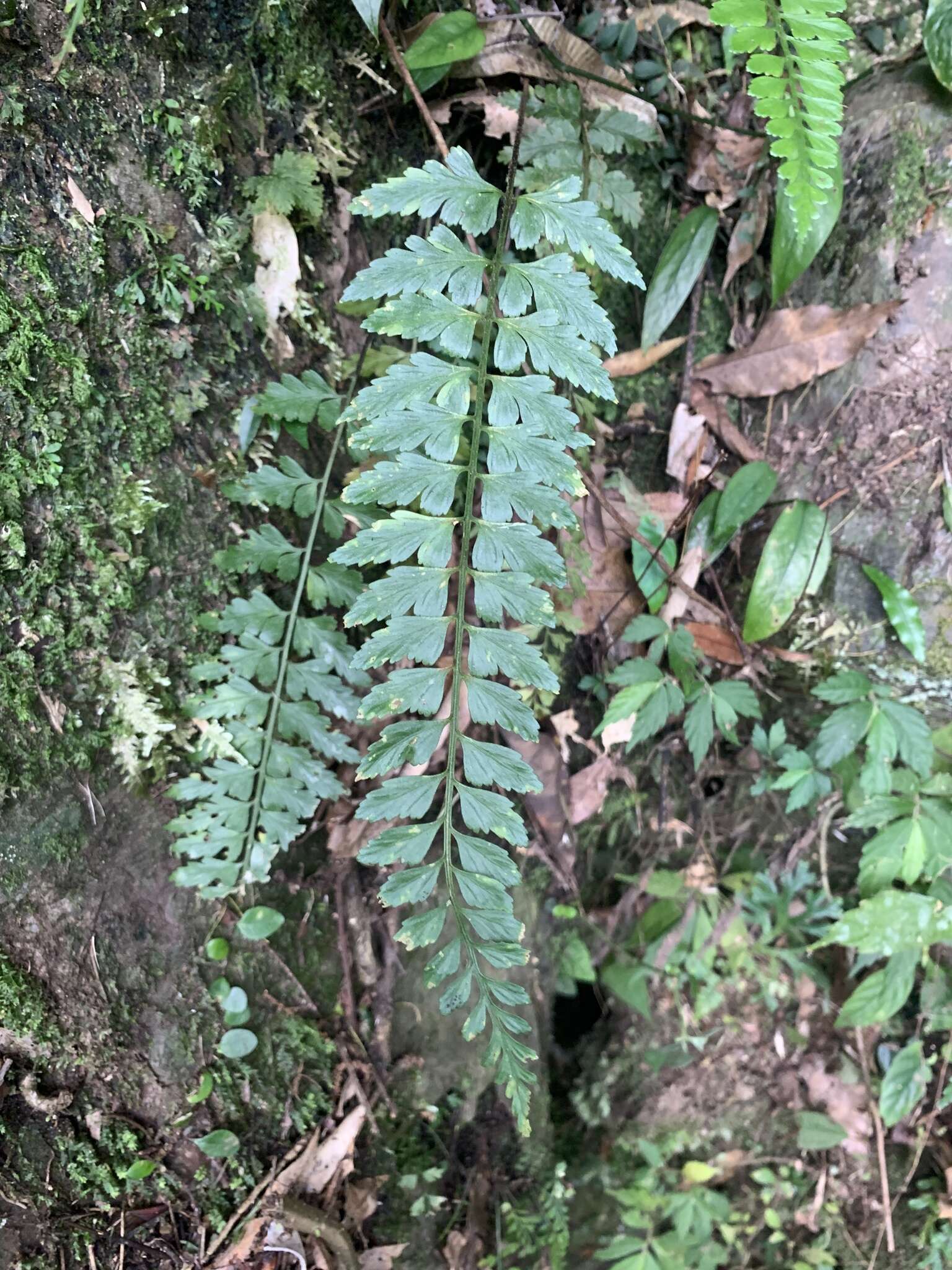 Image of Asplenium cuneatiforme Christ