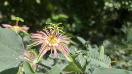 Image of Mexican passionflower