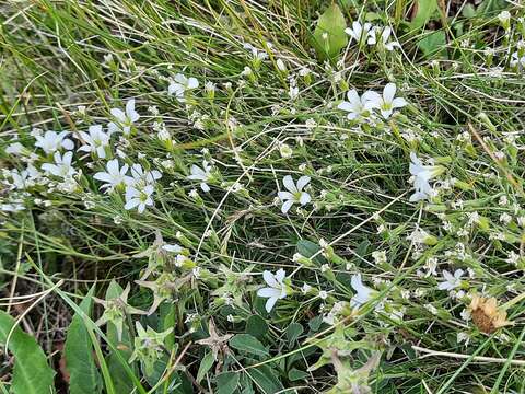 Слика од Pseudocherleria charadzeae (Lazkov) Dillenb. & Kadereit