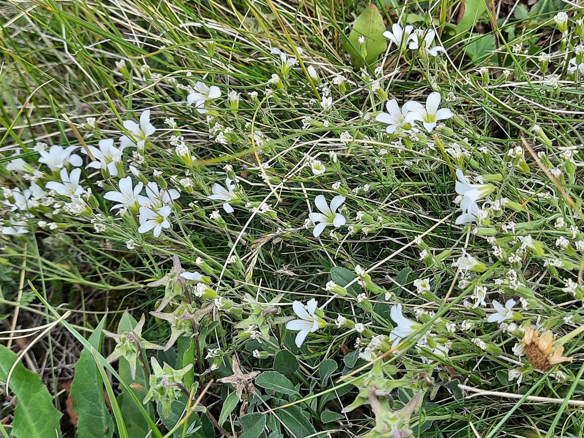 Image de Pseudocherleria charadzeae (Lazkov) Dillenb. & Kadereit