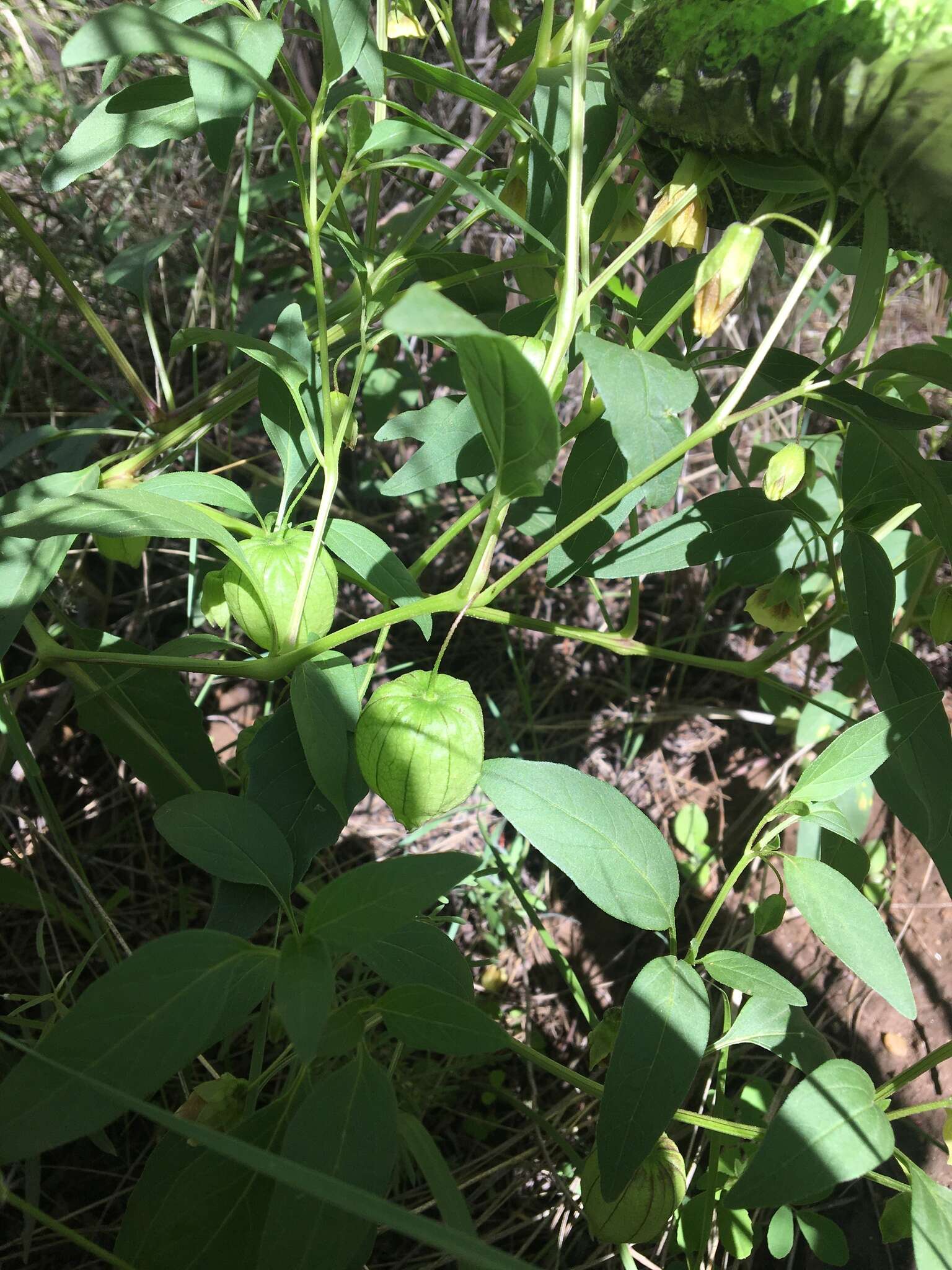 Image of <i>Physalis <i>longifolia</i></i> var. longifolia