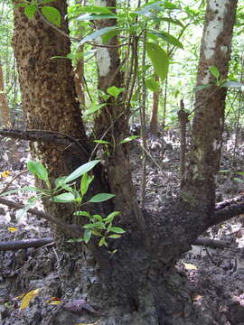 Image of Bruguiera hainesii C. G. Rogers