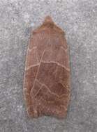 Image of Morrison's Sallow