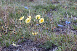 Image of Papaver lapponicum subsp. orientale Tolm.