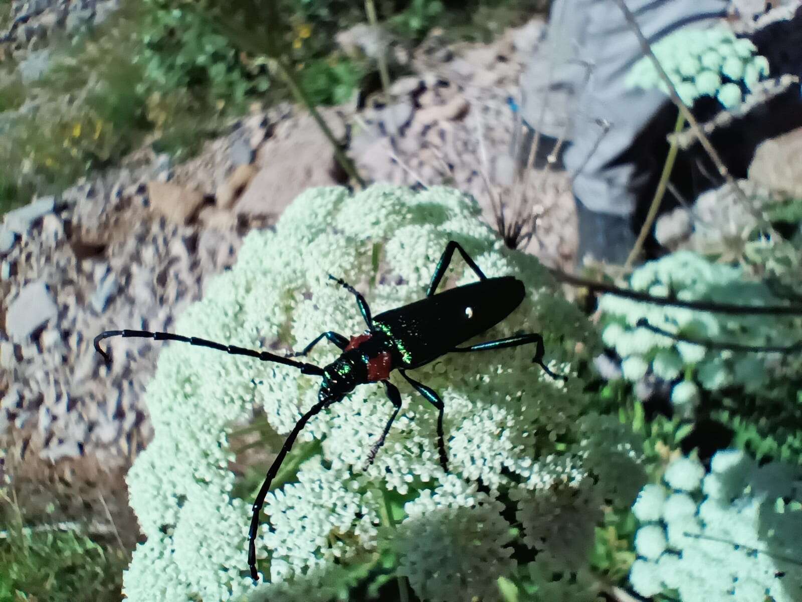 Image of Aromia moschata ambrosiaca (Steven 1809)