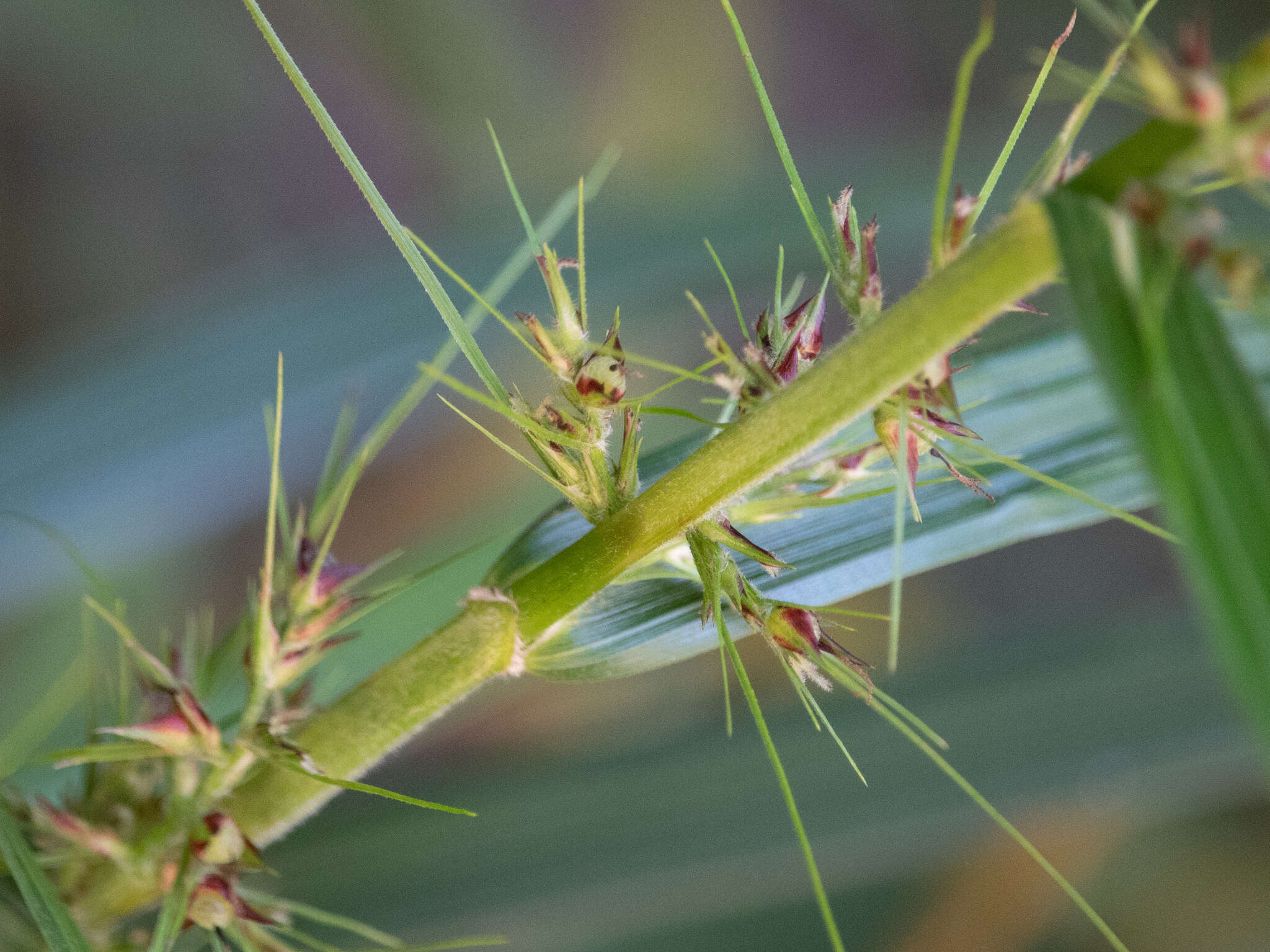 Imagem de Scleria bracteata Cav.