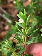 صورة Pimelea leptospermoides F. Müll.