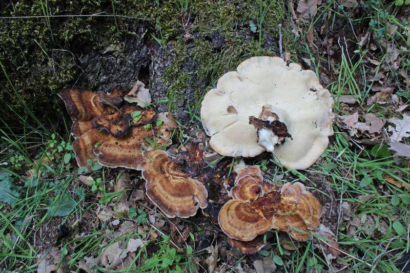 Image de Polypore géant