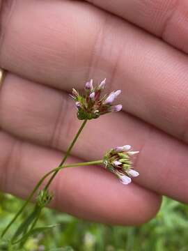 Trifolium oliganthum Steud.的圖片