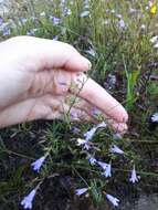 Image of Limestone Wild Basil