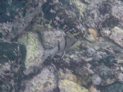 Image of Twinbar cardinalfish