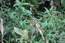 Image of Manchurian Bush Warbler