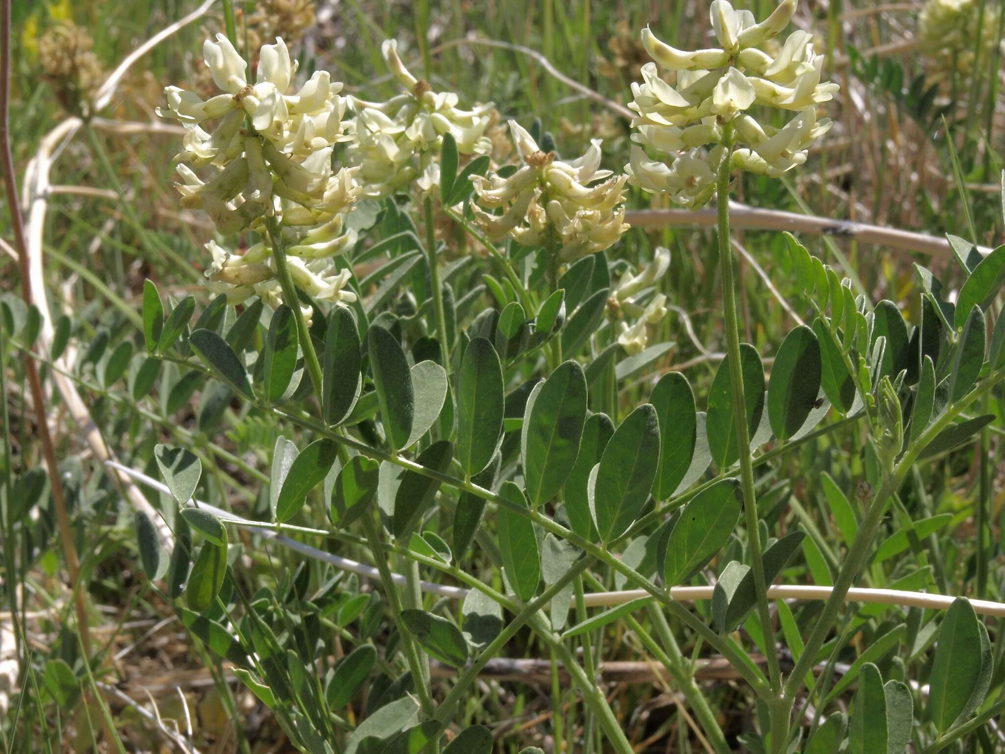 Astragalus canadensis var. brevidens (Gandog.) Barneby的圖片