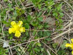 Imagem de Ranunculus formosamontanus Ohwi