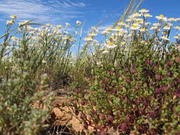 Image of Common White Sunray