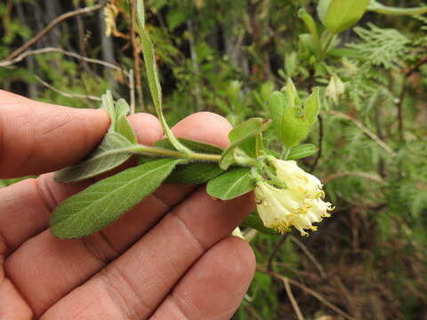 Lonicera villosa (Michx.) Roem. & Schult.的圖片