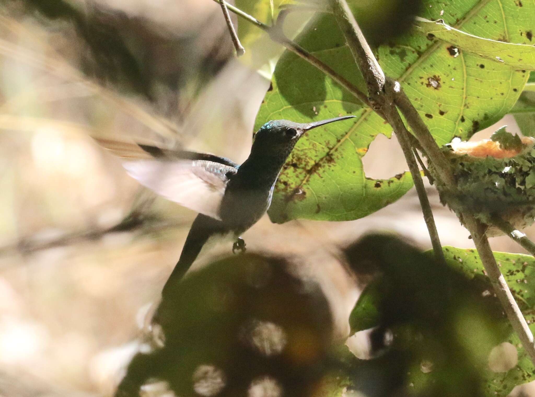 Image of Glittering-throated Emerald