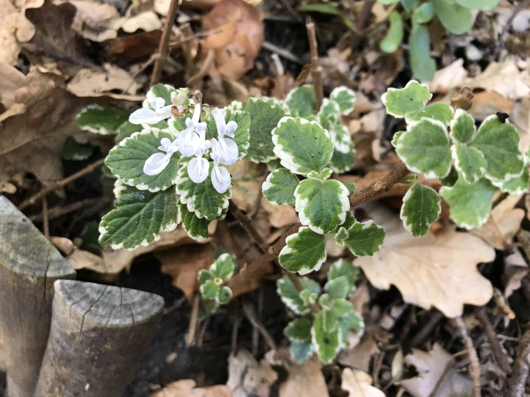 صورة Plectranthus madagascariensis (Pers.) Benth.