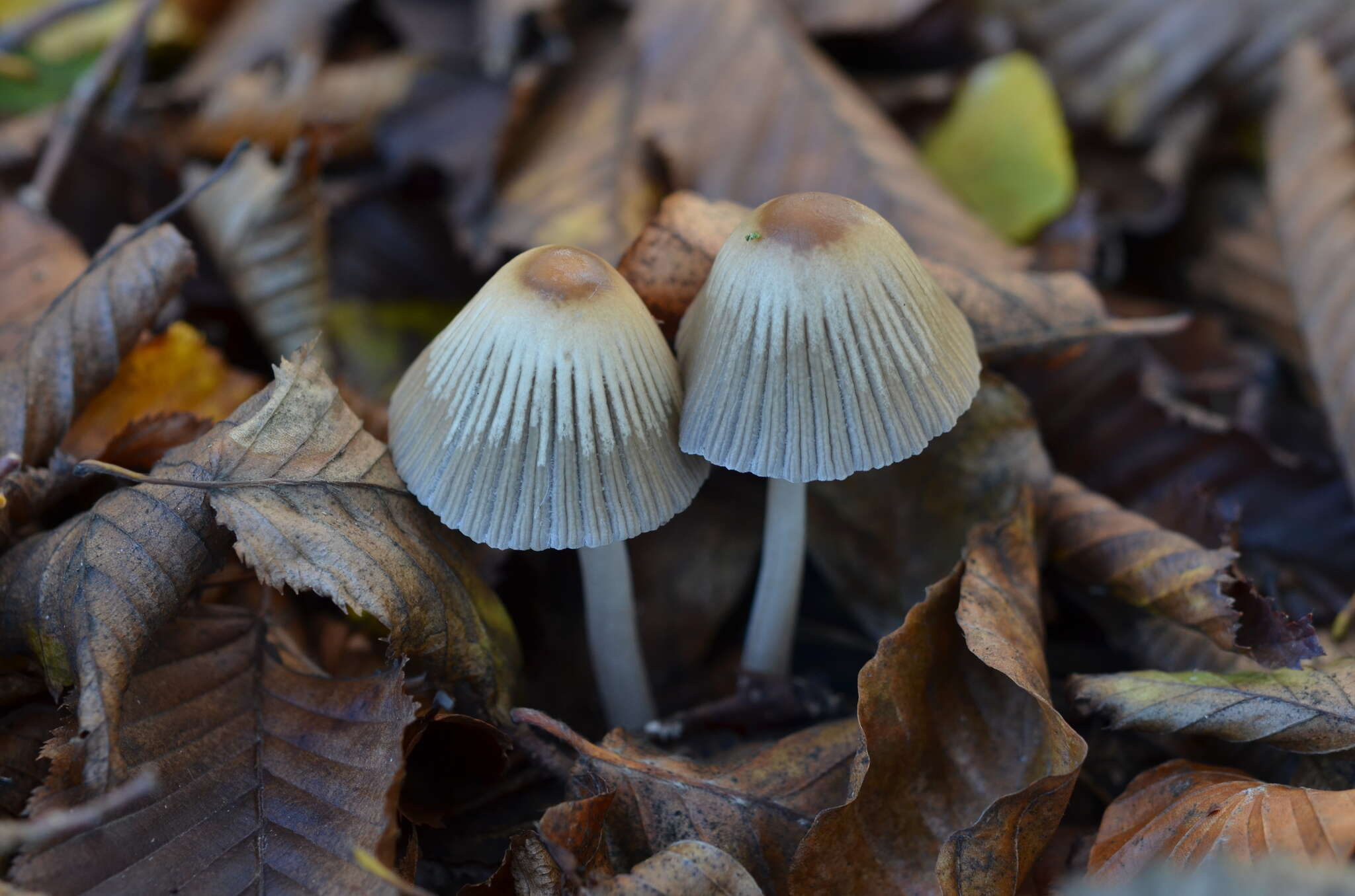 Coprinellus impatiens (Fr.) J. E. Lange 1938 resmi