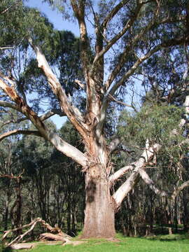 Image of Eucalyptus viminalis subsp. viminalis