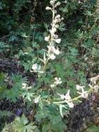 Image of California larkspur