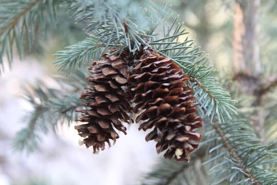 Image of Engelmann spruce