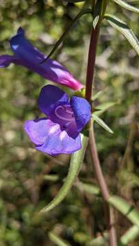 Image of Purdy's penstemon