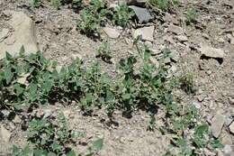 Image of Chenopodium sosnowskyi Kapeller