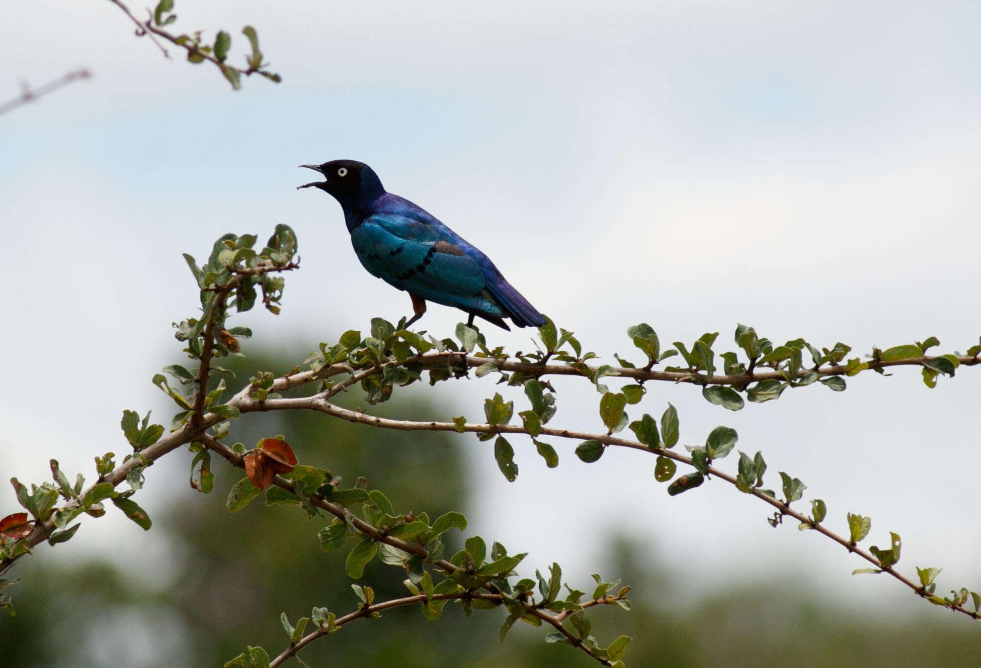 Image of Superb Starling