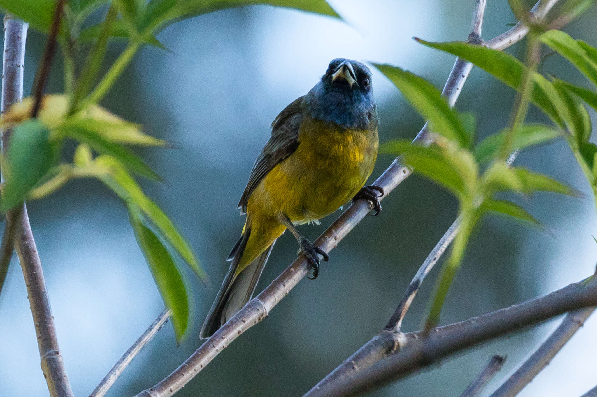 Image of Blue-and-yellow Tanager