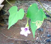 Image de Ipomoea triloba L.