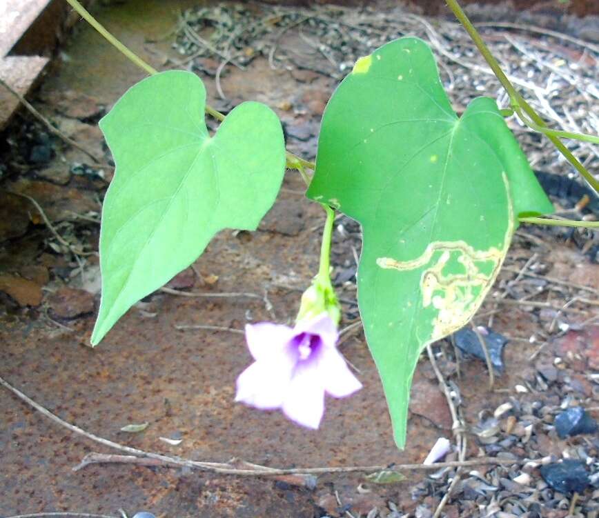 Plancia ëd Ipomoea triloba L.