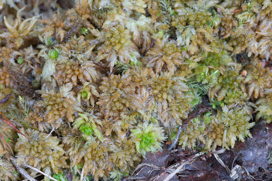 Image of sphagnum