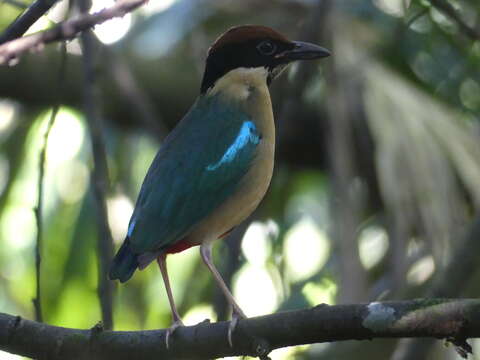 Image of Noisy Pitta