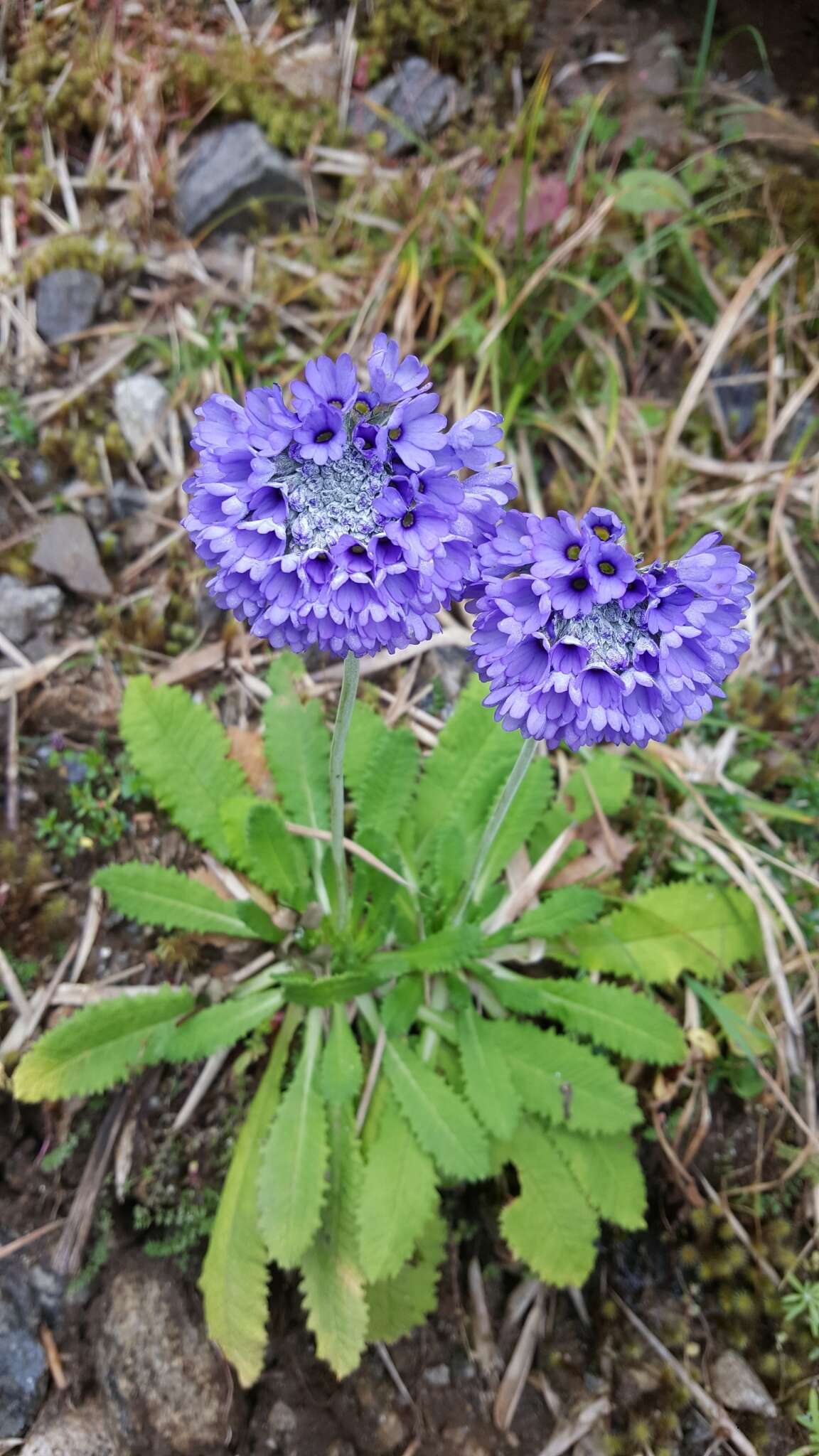 Primula glomerata Pax resmi